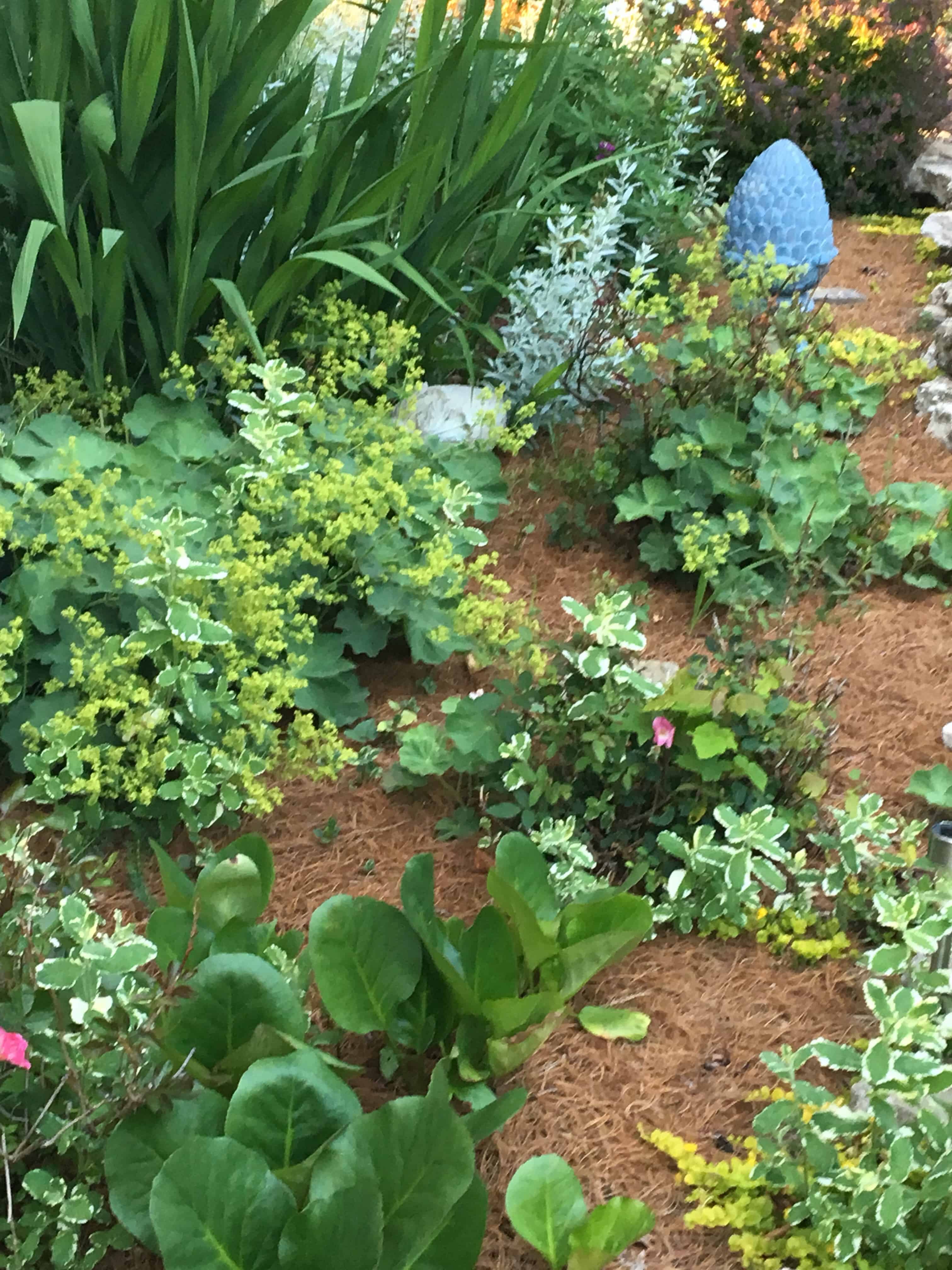 encouragement/ garden 2018