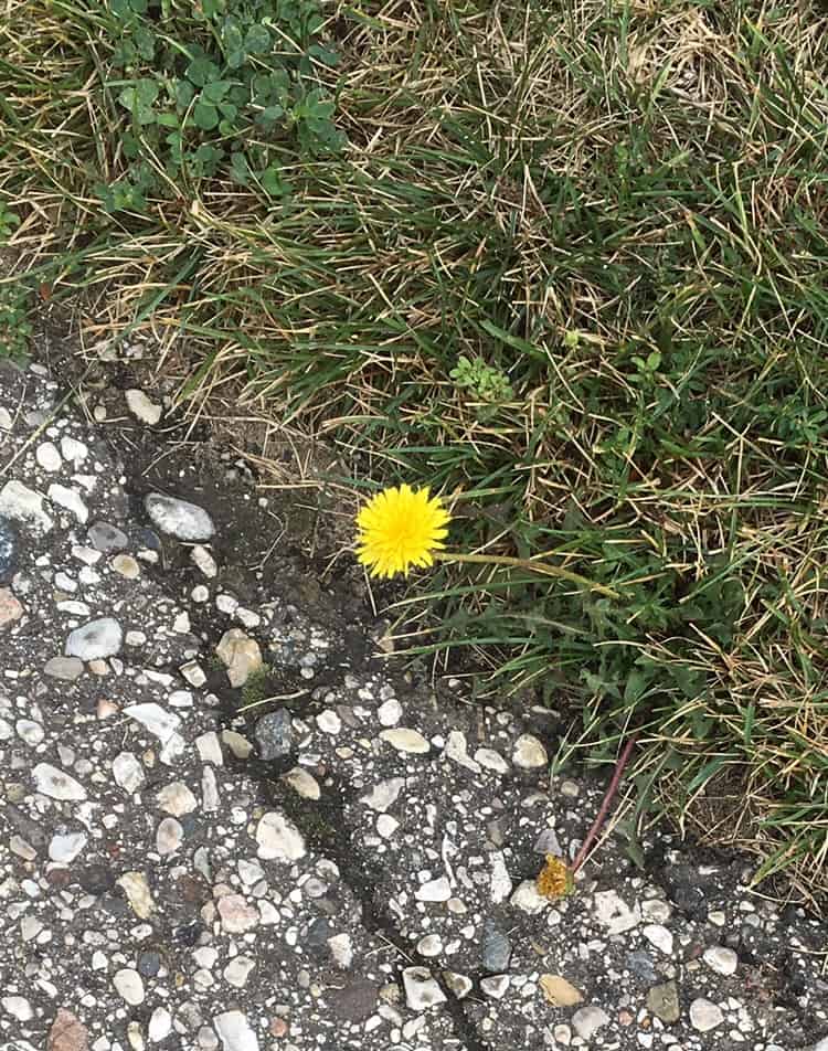 daffodil/inspirational/encouragement/faith