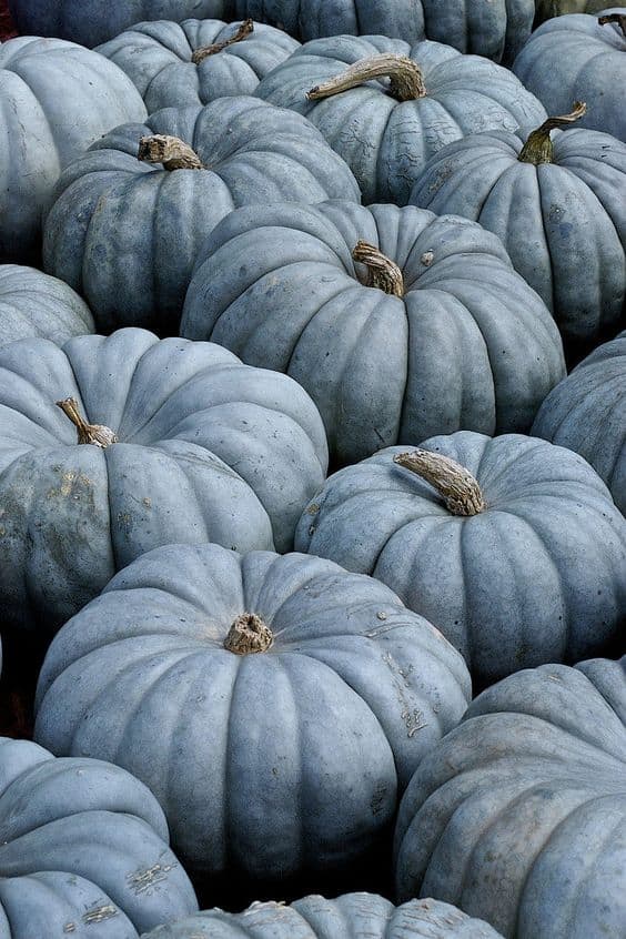 informational./ blue pumpkins