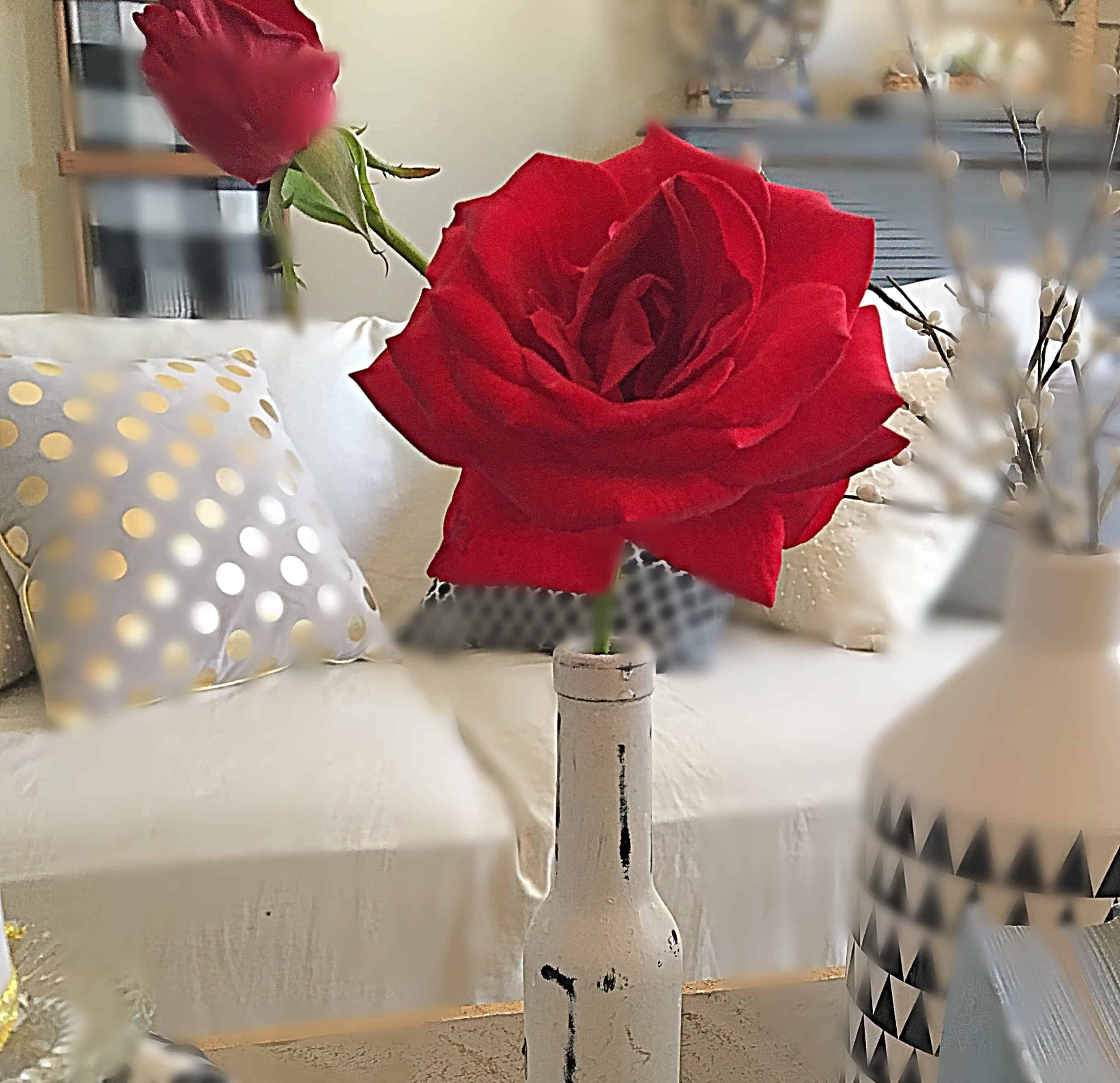 last rose/inspirational