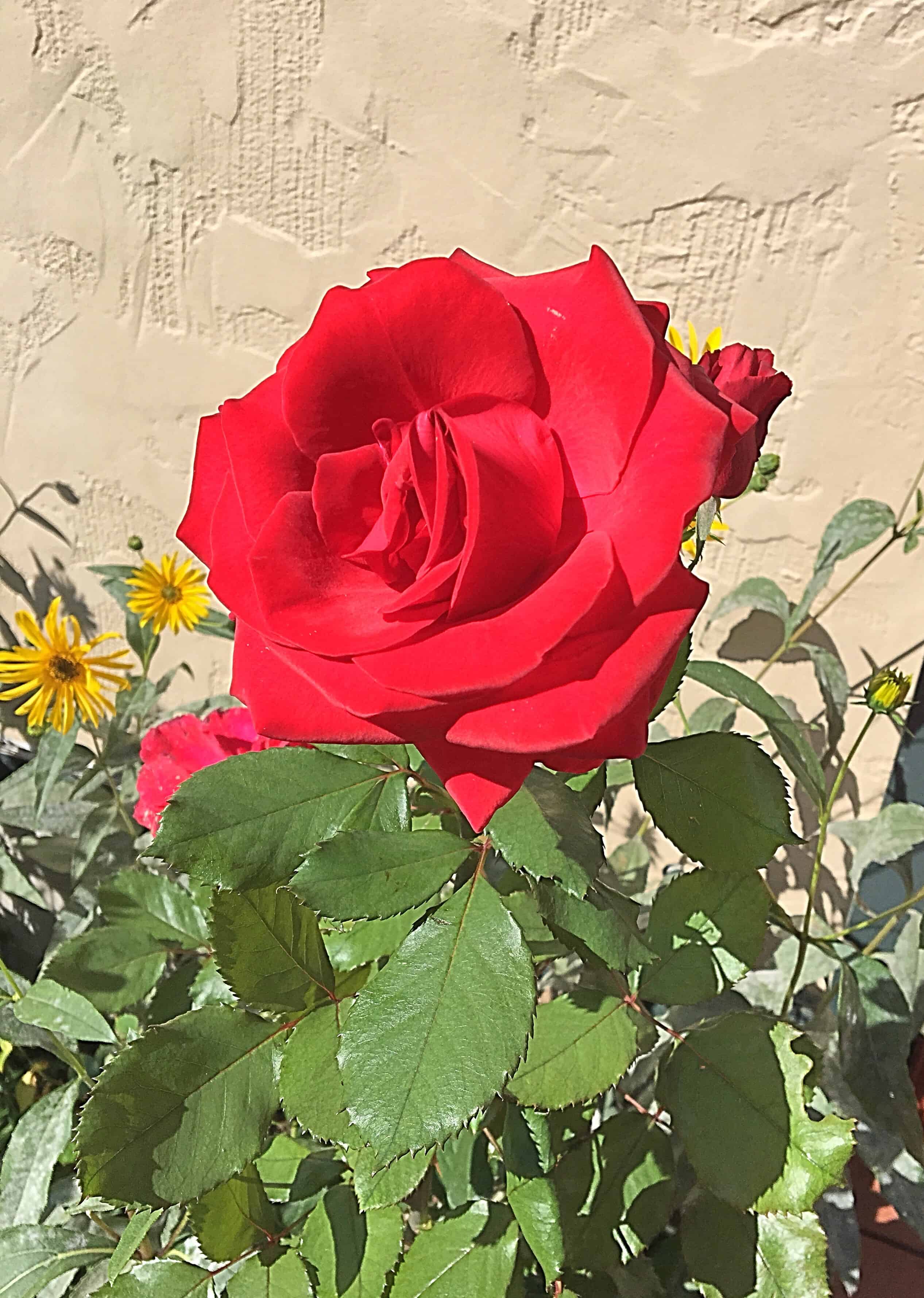 last rose/inspirational