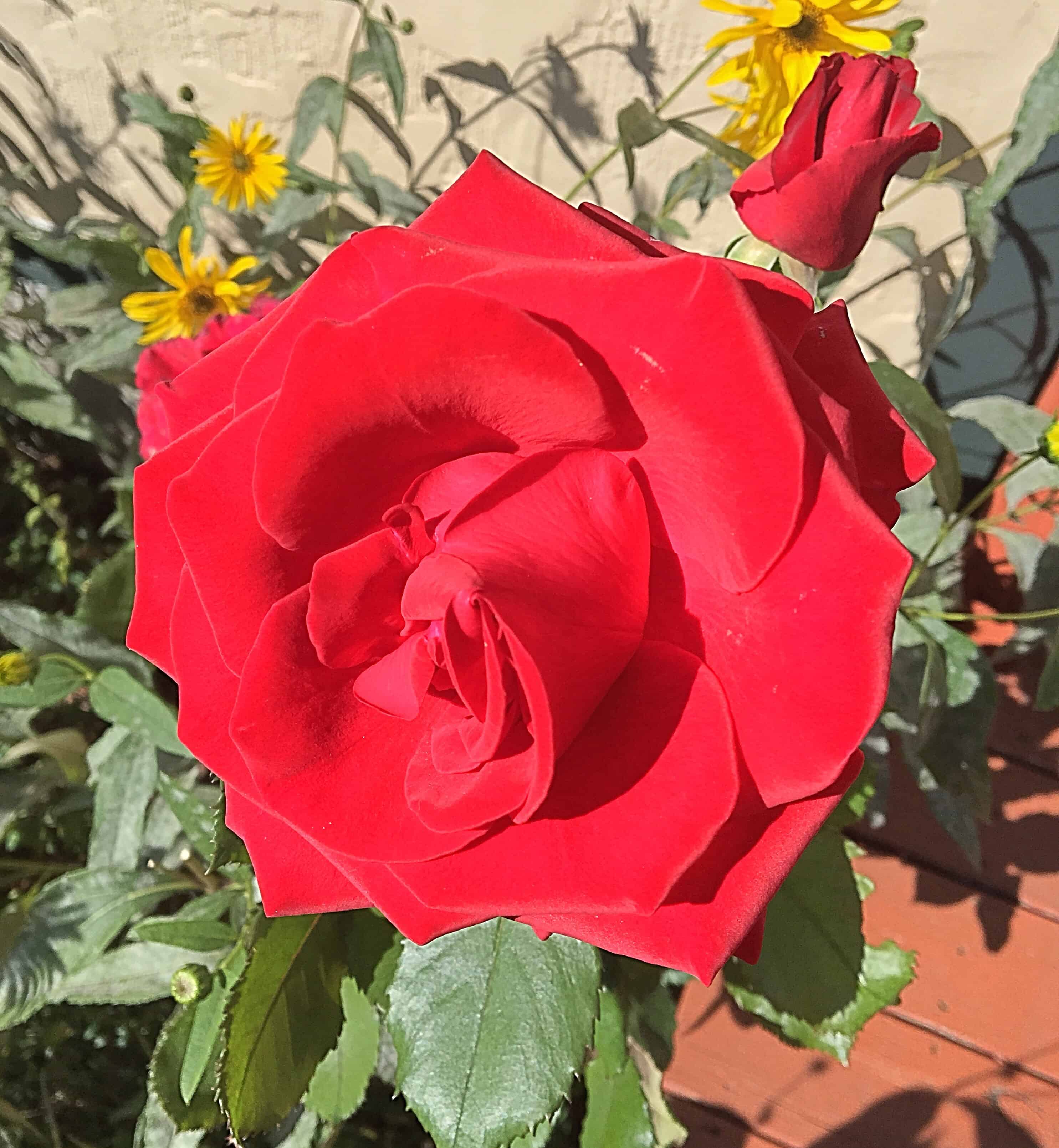 last rose/inspirational