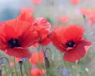 poppy-flowers-watercolor-painting | goodthoughtsgoodlives