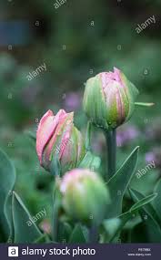 Easterfaithinspirational | goodthoughtsgoodlives