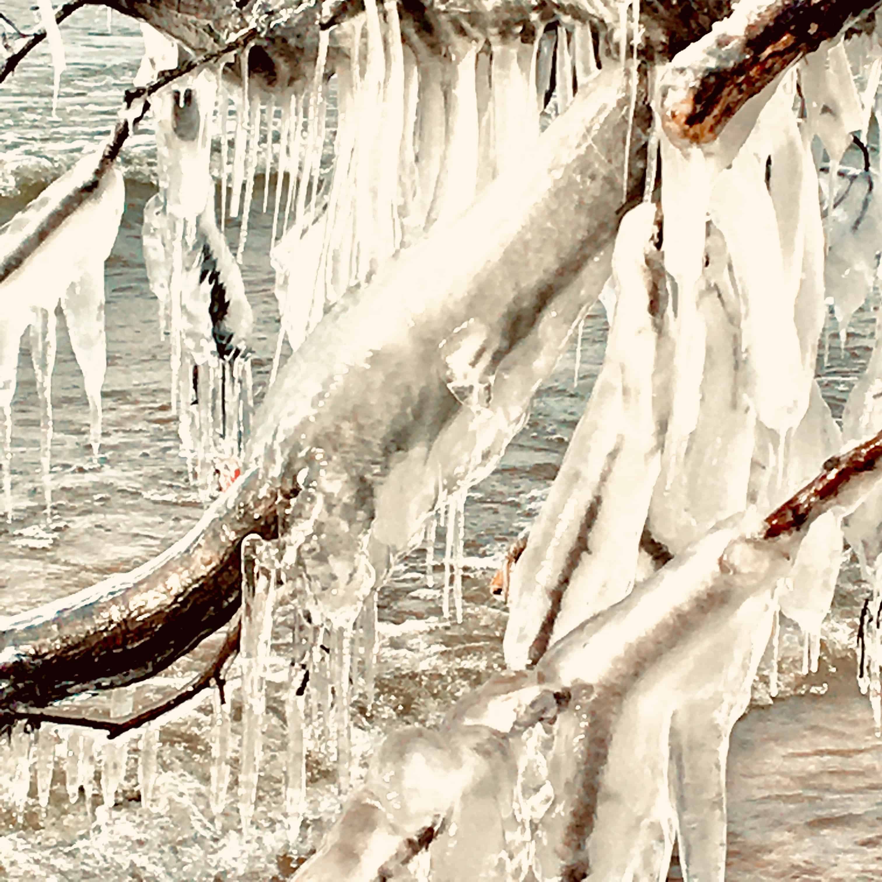 picture of ice formations on fallen trees/belief in God