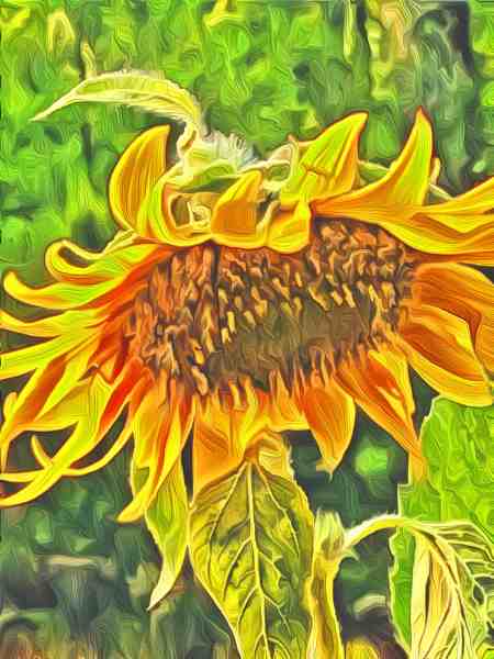 I am the Lord and there is none  beside me/sunflower