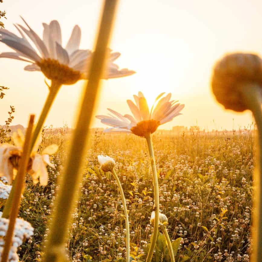 white petaled flowers on a sunny day/happiness