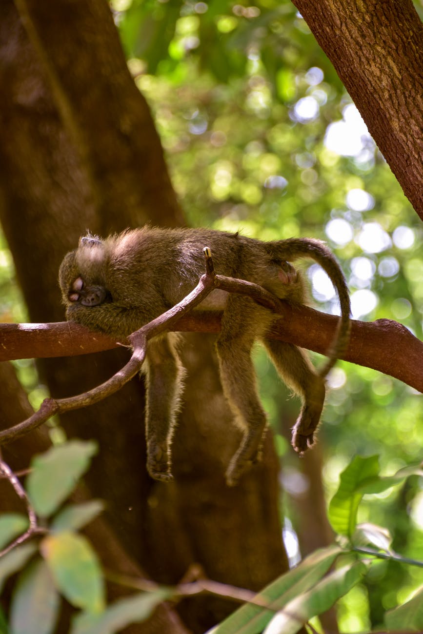 sleeping monkey on branch/COVID