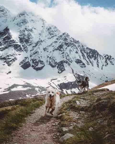 white and black dogs running in the mountain/persistence
