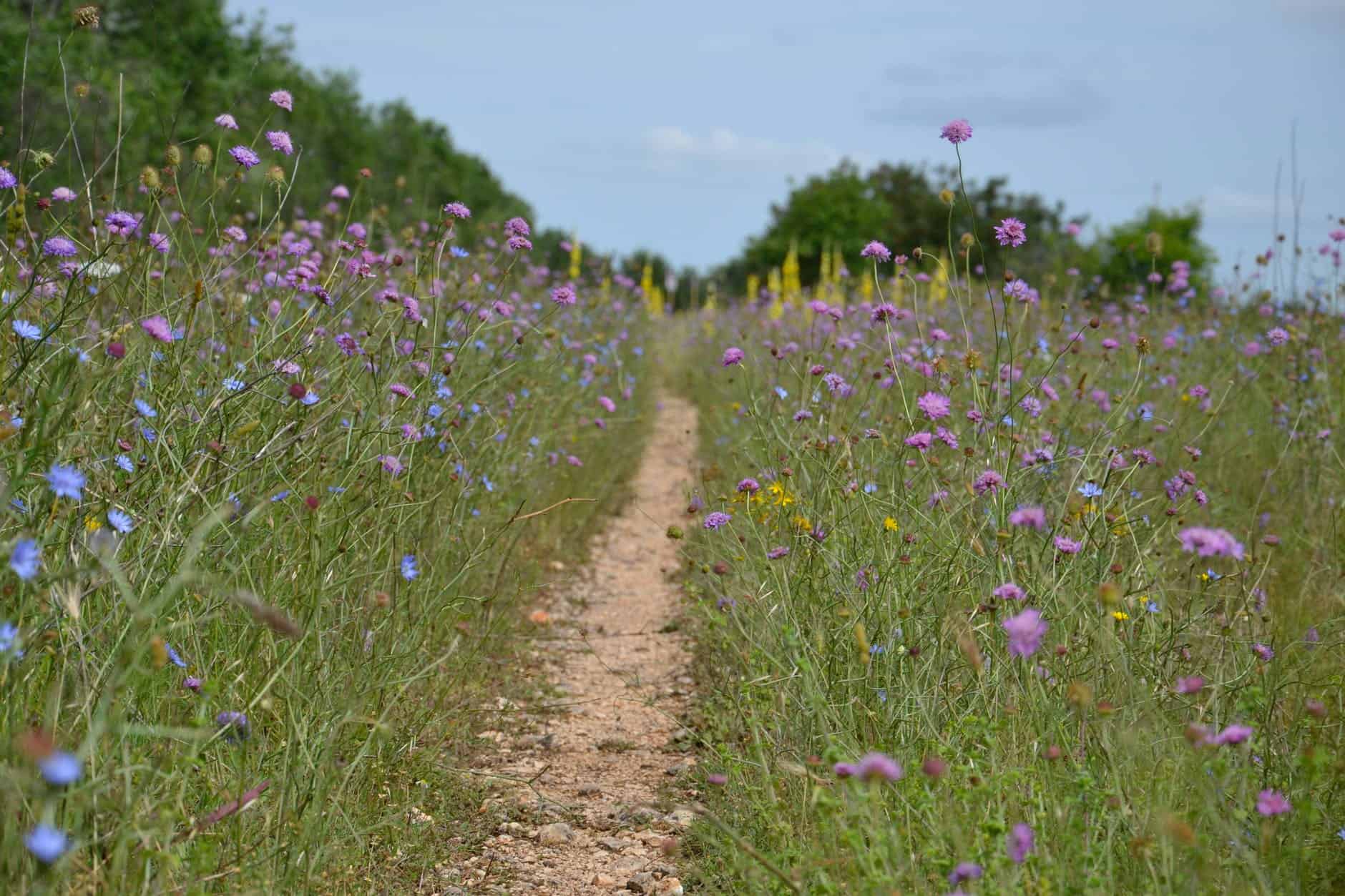 landscape nature field flowers/stepping away