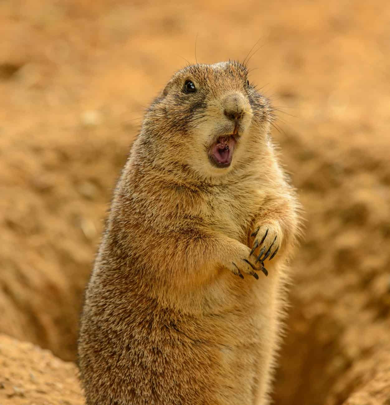 adorable prairie dog near hole on sunny day/heavenly thinking