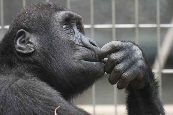 picture of an ape thinking