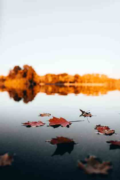 maple leaves on water/peace with God