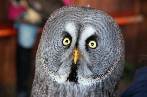 picture of owl with eyes open wide in fea/willpower and determination