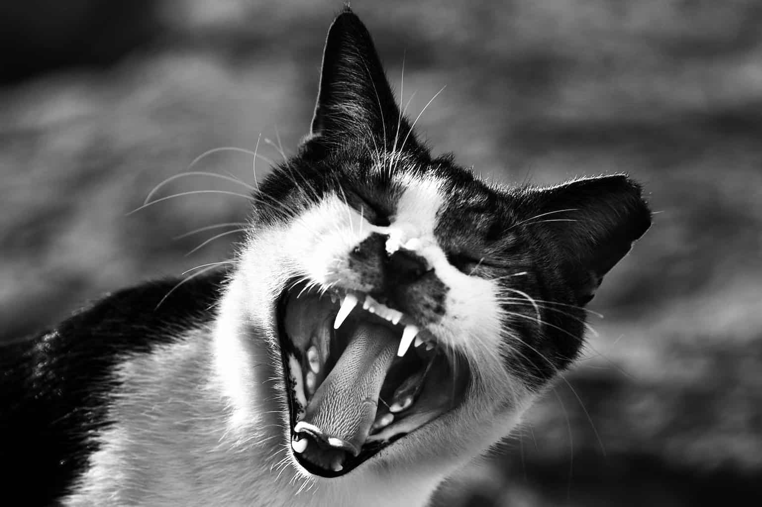 gray scale photo of cat showing mouth