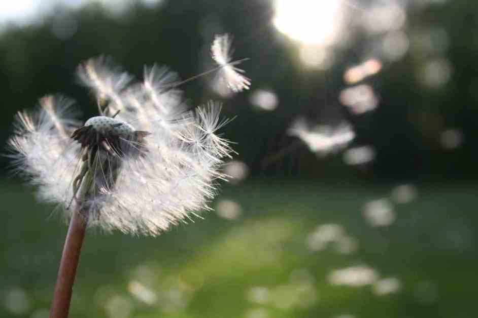 dandelion/preventing families from falling apart