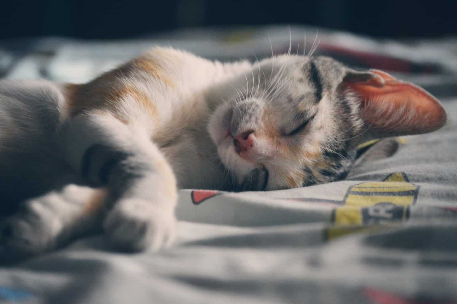 white orange and gray tabby cat lying on gray textile/dreams