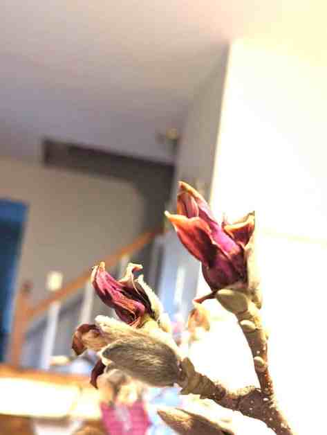 magnolia branch//broken branch