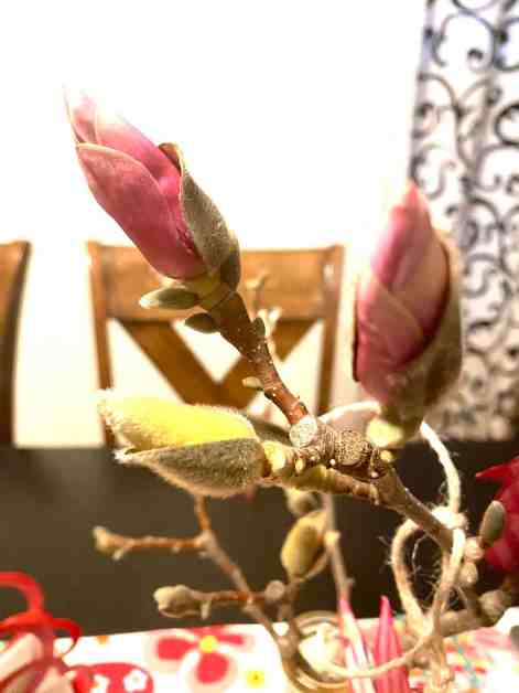 broken magnolia branch/broken branches