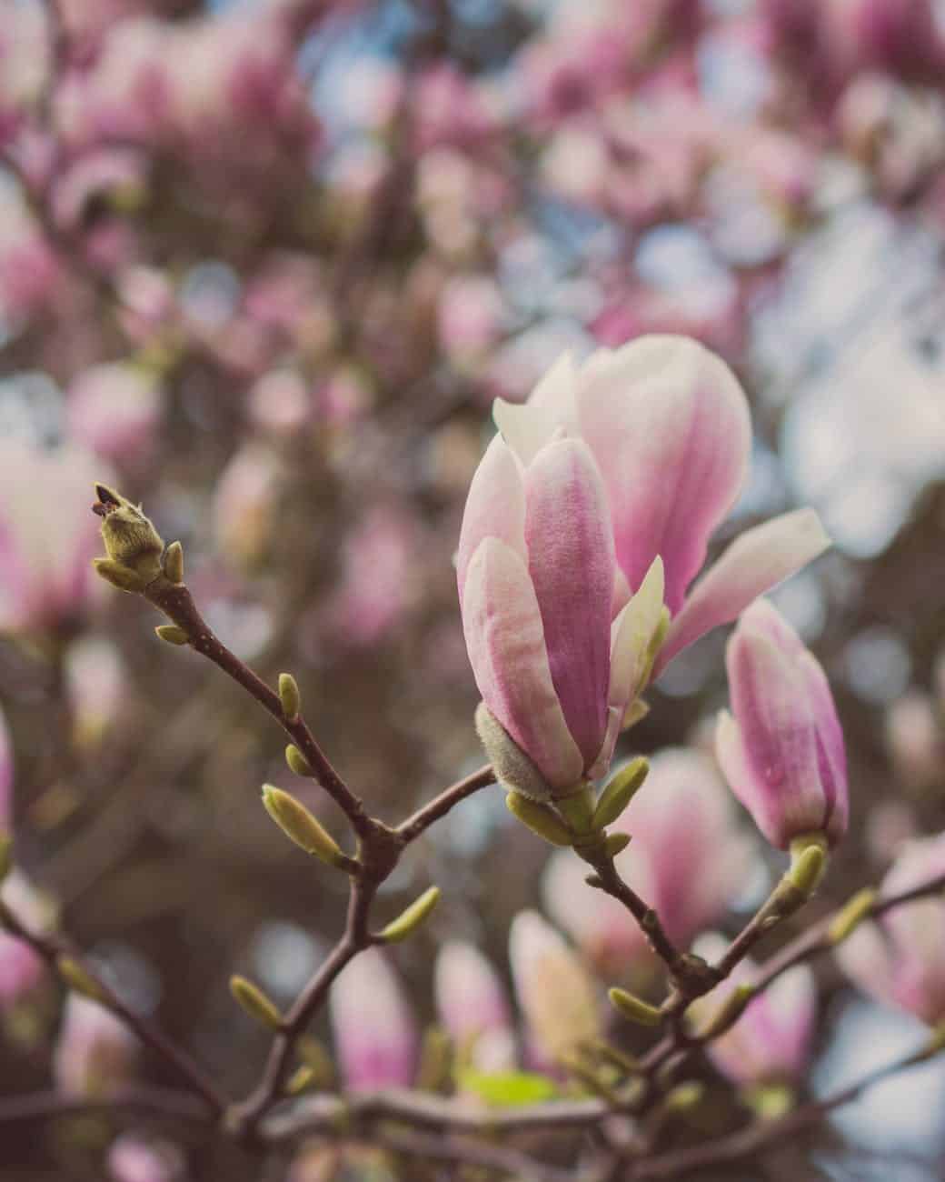 close up photography of magnolia flowers//broken branches