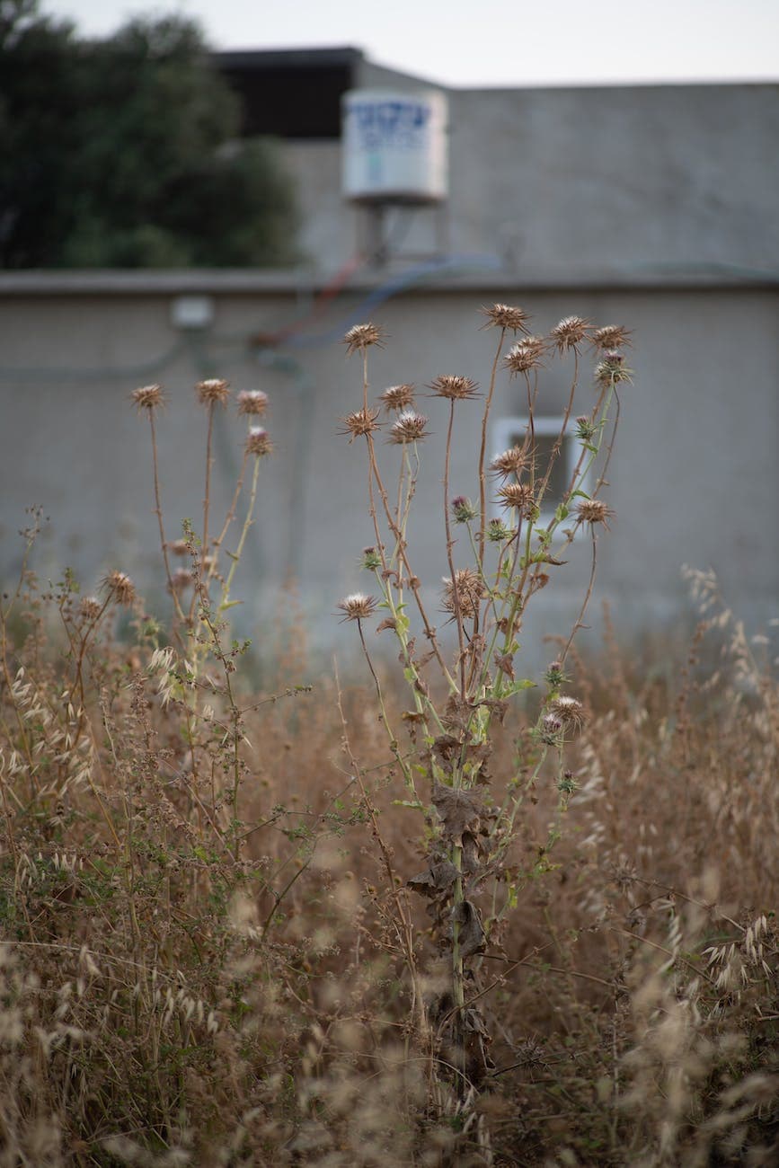 dried flowering grass
