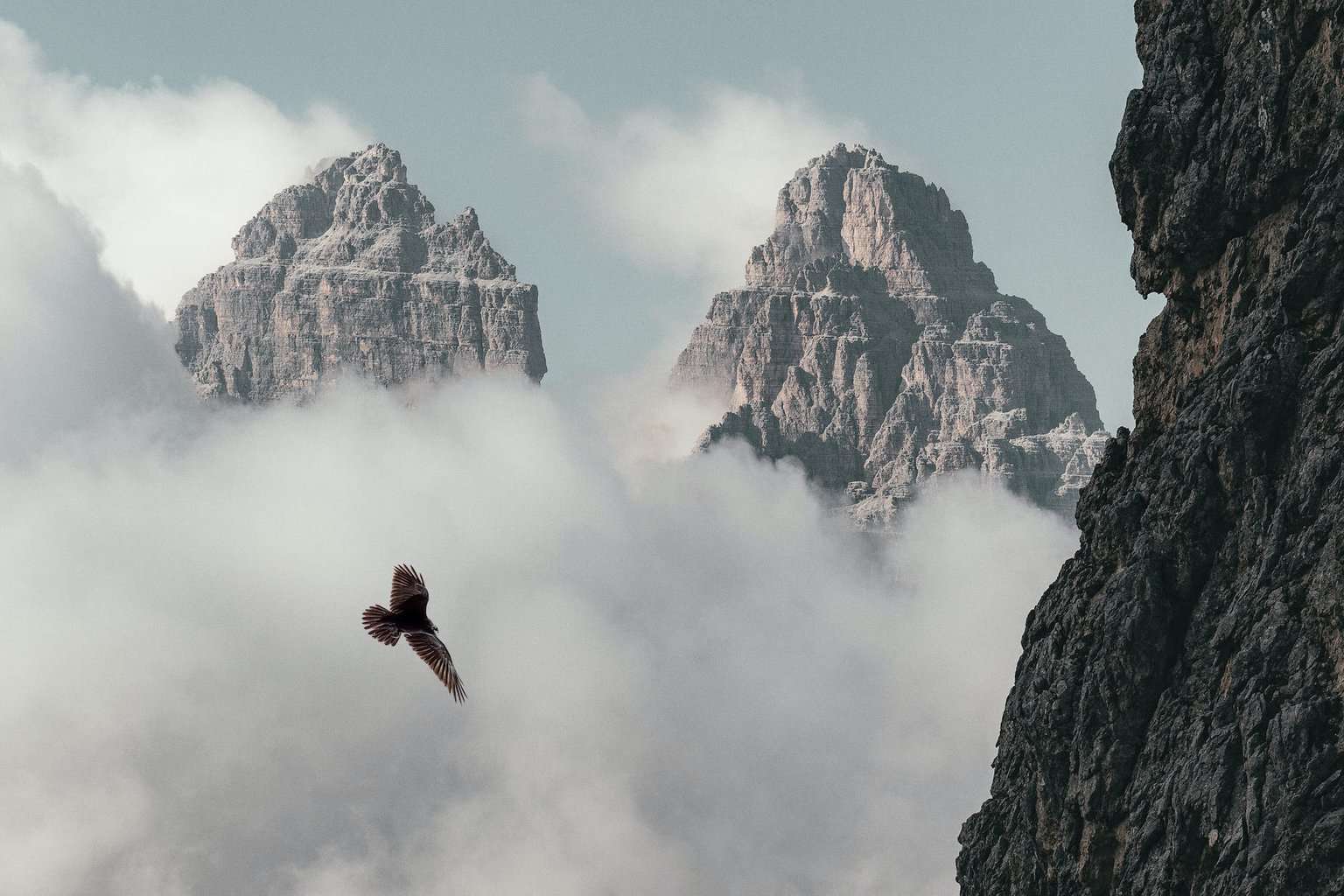 brown bird flying near mountain