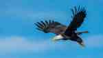 an eagle flying in the sky
