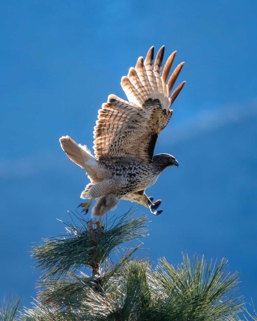 brown and white eagle flying near tree
