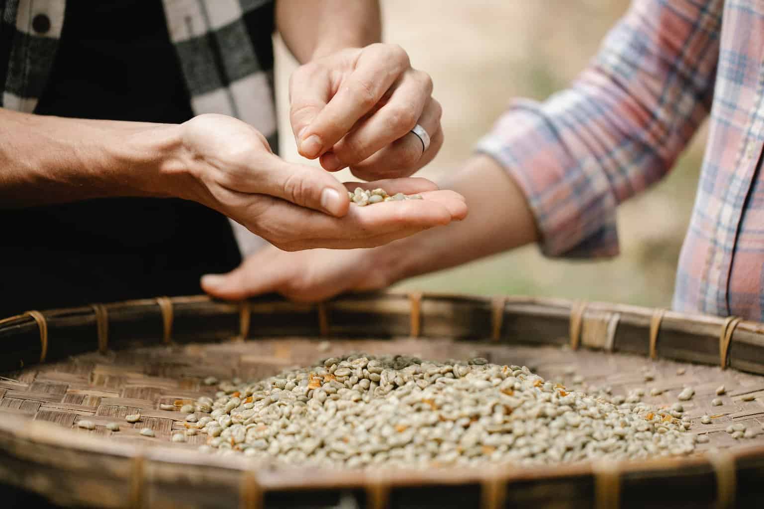 faceless farmers sorting unroasted coffee beans above sieve/Psalm 1