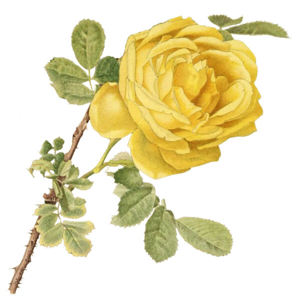 A watercolor illustration of a yellow rose with a full bloom, attached to a stem with thorns and several green leaves./decision-making