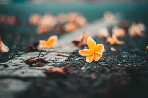 Close-up of a yellow frangipani flower lying on a dark gritty surface surrounded by fallen leaves, with a soft-focused background.
