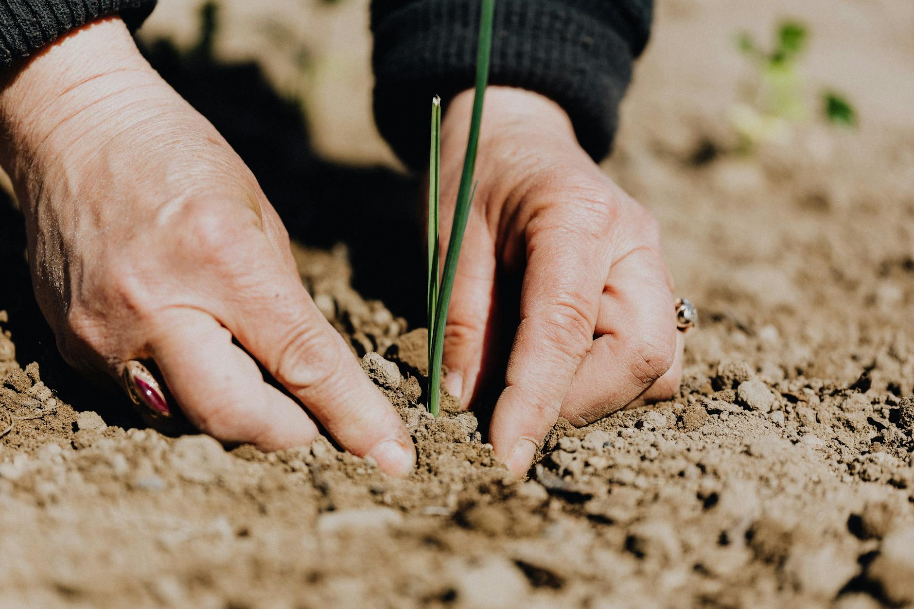 faceless woman working with soil in garden/blooming