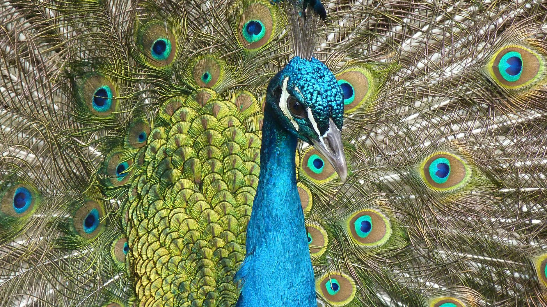 blue peacock