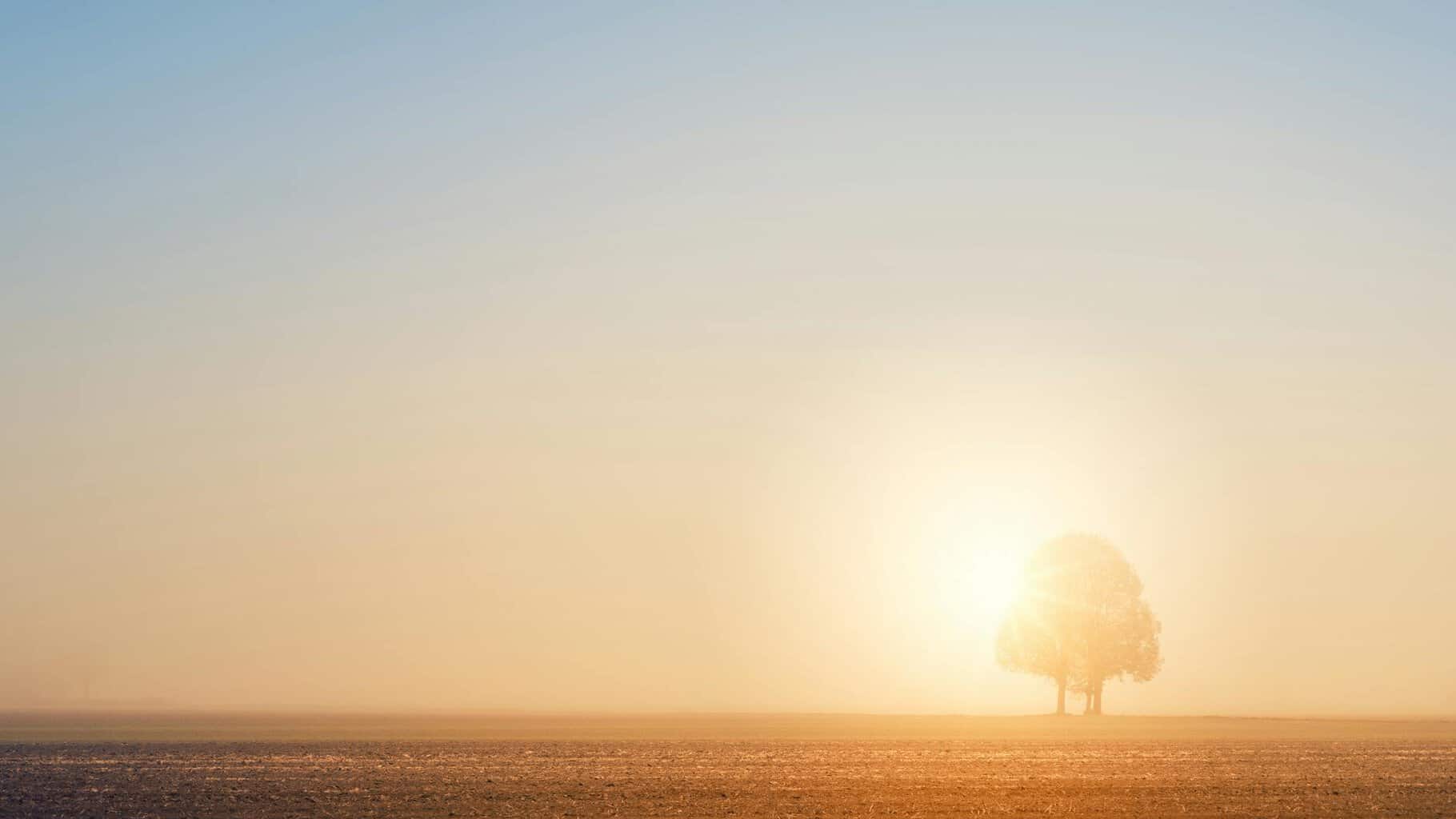 silhouette of tree during sunset