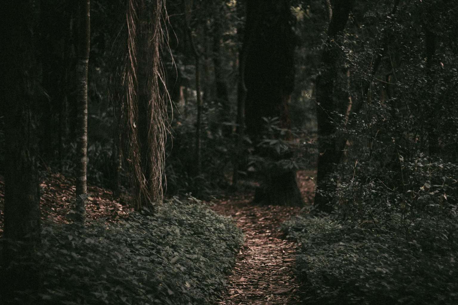 footpath in deep forest