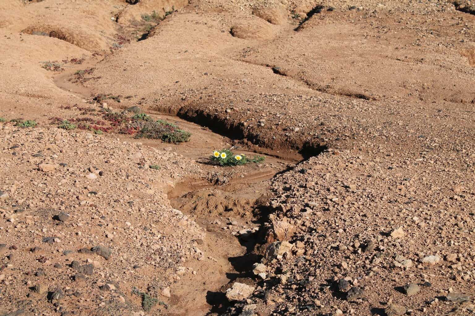 wild flowers growing in desert