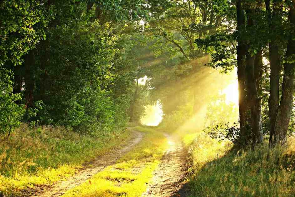 green leaf tree surrounded by green grass field