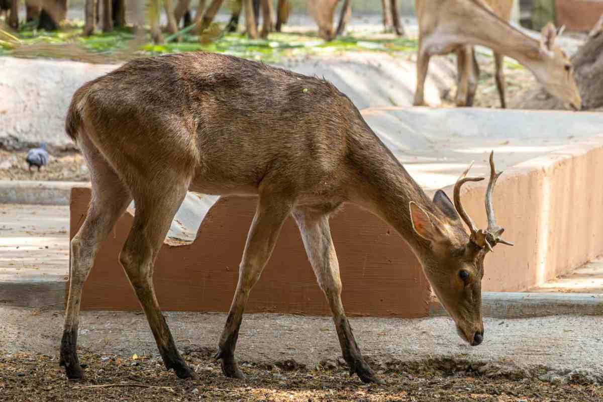 young deer grazing at zoo enclosure