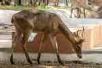 young deer grazing at zoo enclosure