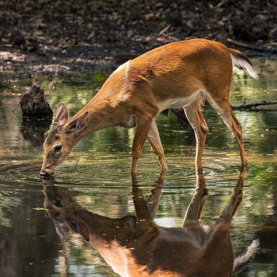 white tailed deer drinking by forest stream/hope
