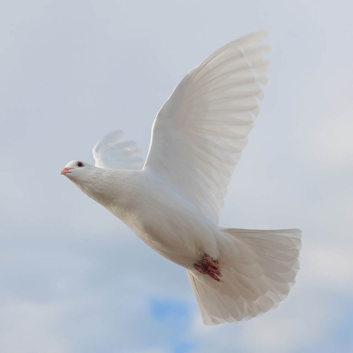 white dove flying