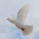 white dove flying