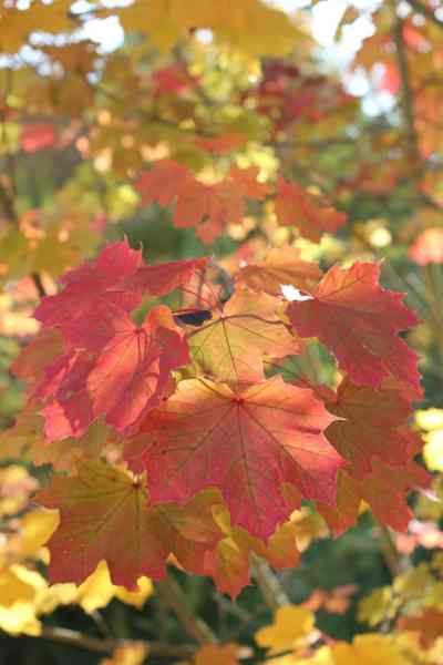 autumn maple leaves in sunlit forest