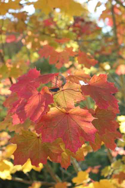 autumn maple leaves in sunlit forest