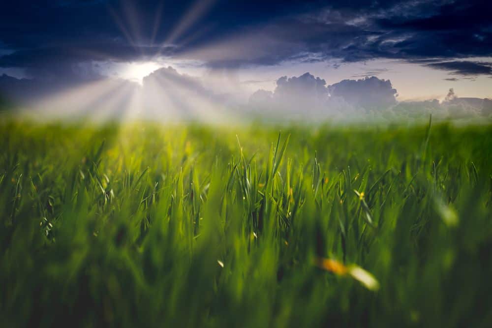 sunrays breaking through clouds over a lush green field/dreaming
