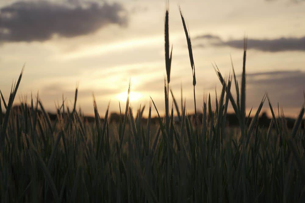 silhouetted wheat in a field at sundown/dreaming